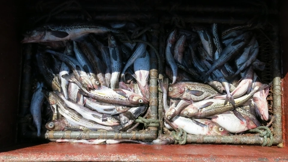 Компанию на Камчатке оштрафовали за нарушение правил перевозки рыбы