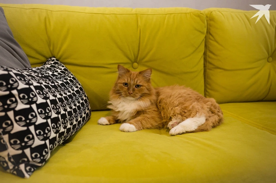 Бешенством заболела домашняя кошка