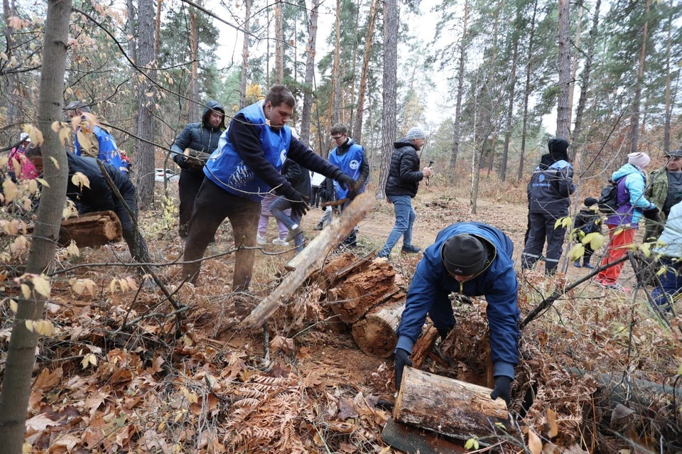 Работы по восстановлению тольяттинского леса продолжатся в 2026 году / Фото: ПАО "КуйбышевАзот"