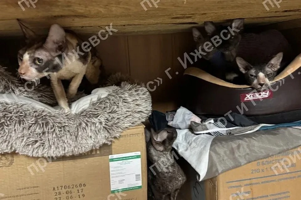 4 кошки погибли. Фото: приют для бездомных животных «Кот и пес».