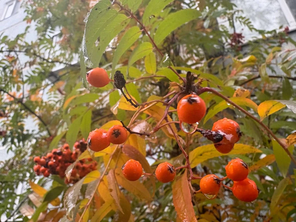 23 октября в Хабаровском крае будет прохладная погода