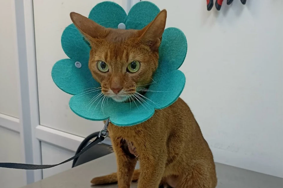 Эддисон - молодой активный котик абиссинской породы. Фото: клиника «Друг» ВК.