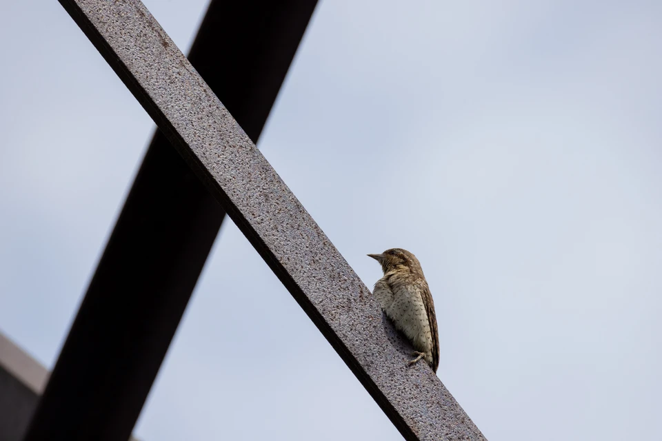 По внешнему виду не подумаешь, что вертишейка относится к группе дятлов. Орнитологи часто называют ее «ненастоящим дятлом». Фото: Василий Вишневский.