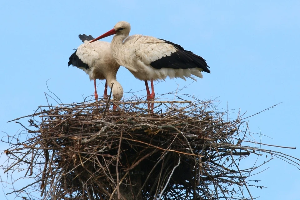 В Иглинском районе аисты впервые вырастили потомство. Фото: https://vk.com/bashwatchers.