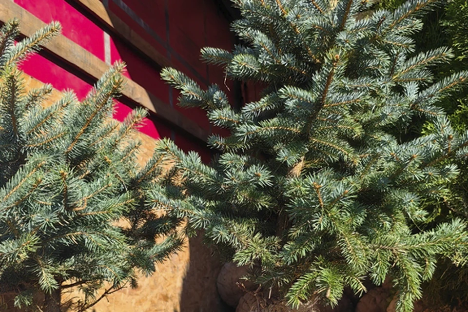 Зараженные саженцы. Фото: 178.fsvps.gov.ru