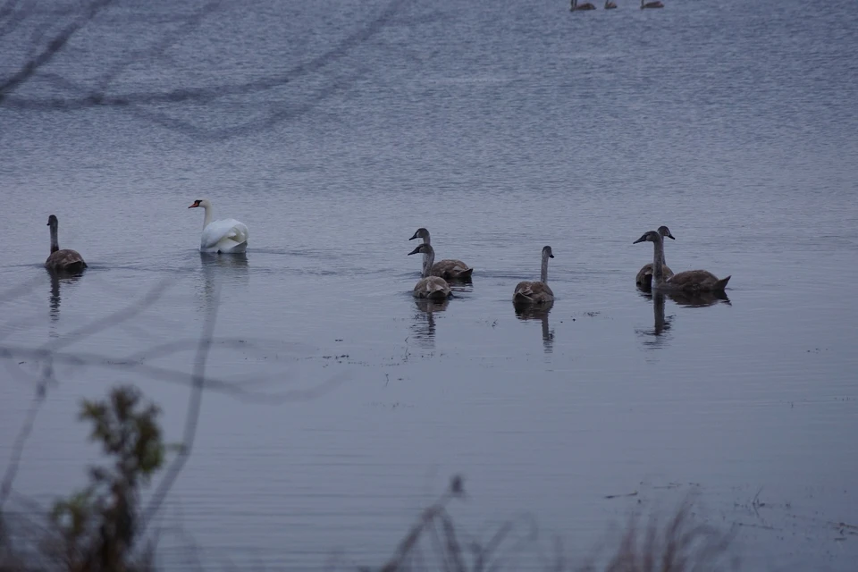 В природном парке «Кандрыкуль» наблюдают рекордное количество лебедей. Фото:природный парк «Кандрыкуль».