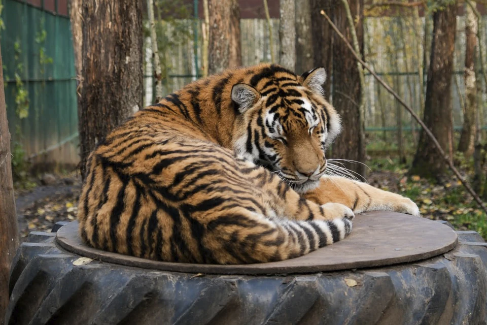 Хоспису передали генератор. Фото: t.me/kmz1ru