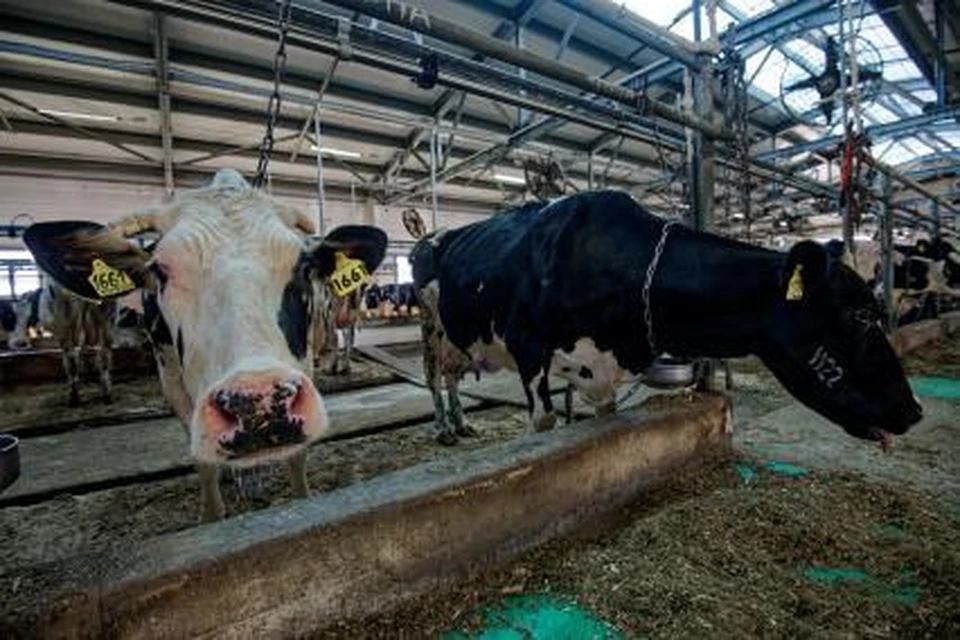 Фото: Архив КП