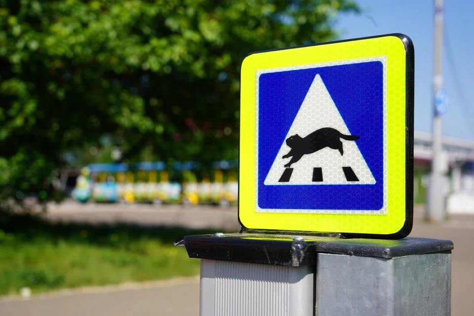 В республике ужесточат контроль за выгулом сельскохозяйственных животных.