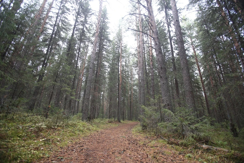 В лесах Свердловской области нашли шесть видов вредителей