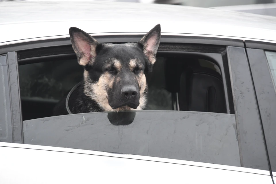 Житель Пермского края попытался своровать овчарку, за что поплатится свободой