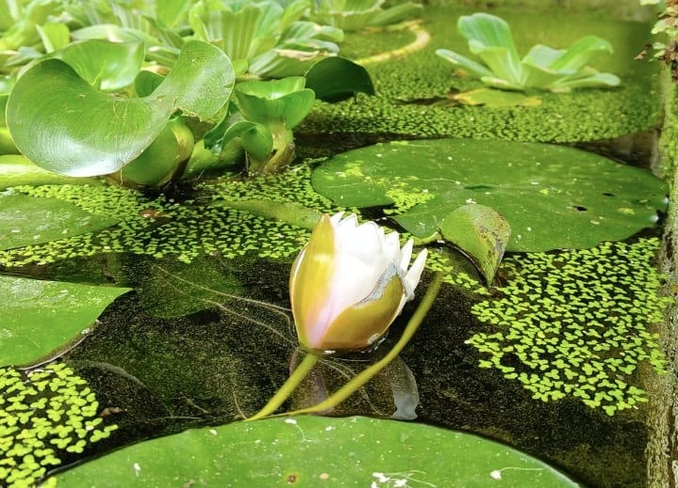 фото ботанического сада Воронежа