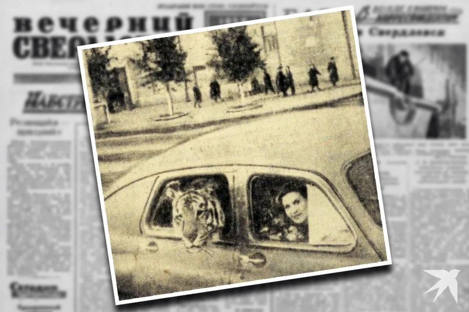 Маргарита Назарова и тигр Пурш на Уралмаше в 1958 году Фото: «Вечерний Свердловск», 4 сентября 1958 года