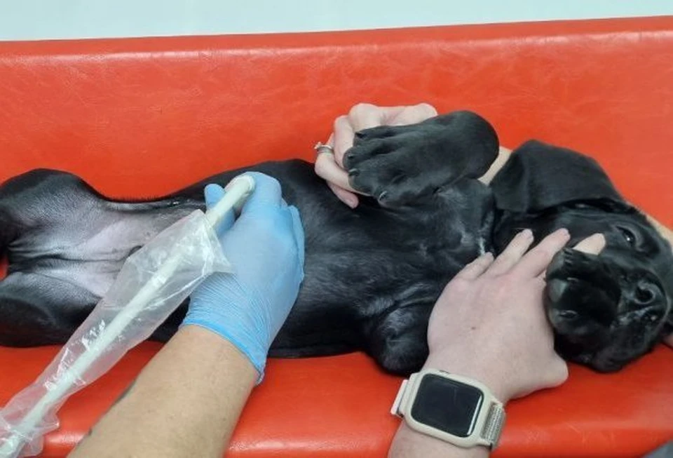 Только в этом году здесь помогли тысяче братьев наших меньших. Фото: sev.gov.ru