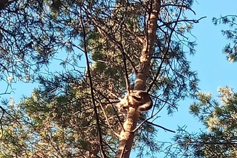 В свердловском поселке спасли кошку, застрявшую на сосне. Фото: «ЗооСпас» во «ВКонтакте»