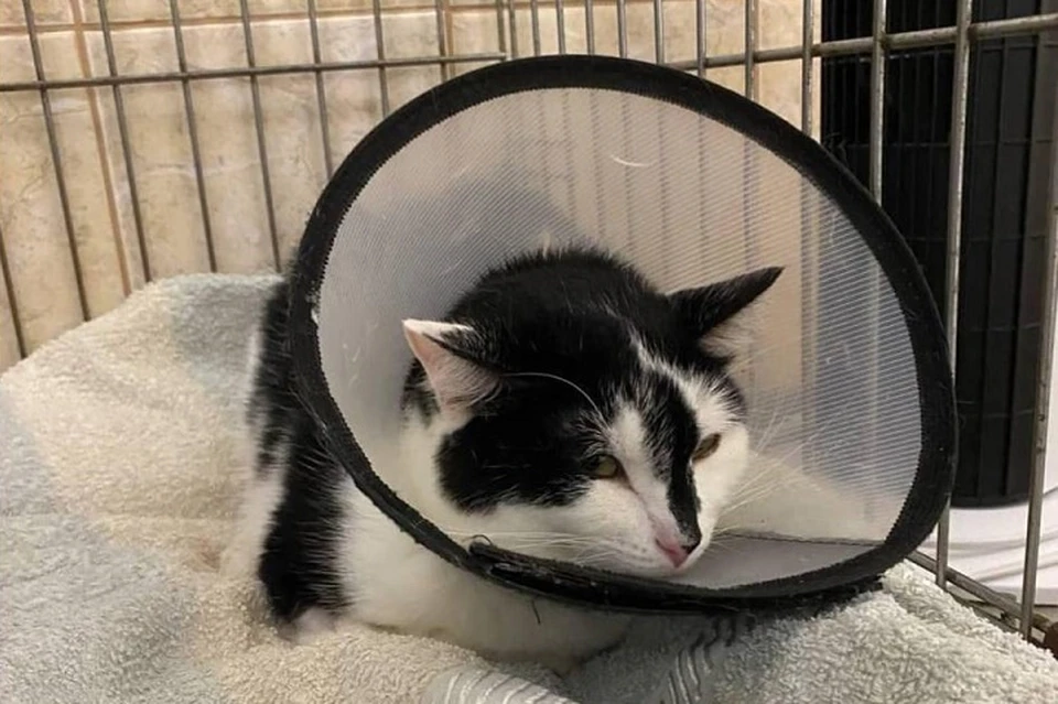 Кот обварил задние лапки. Фото: телеграм-канал фонда «ЗооЗащита»