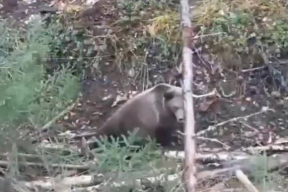 Медведицу спасли из капкана. Фото: кадр из видео.