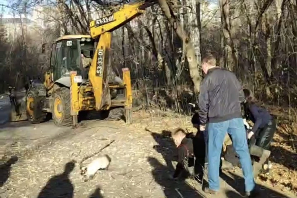 Как мурлыка оказалась на дереве и где находится сейчас – неизвестно