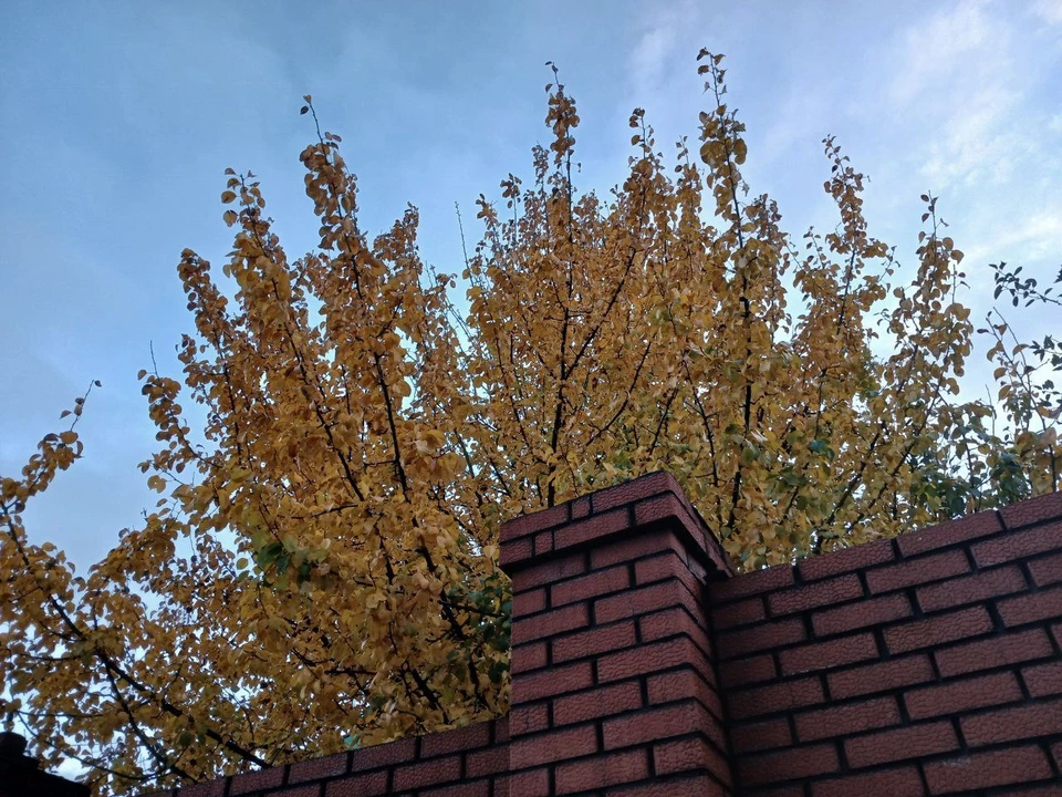 В Калуге держится осенняя погода.