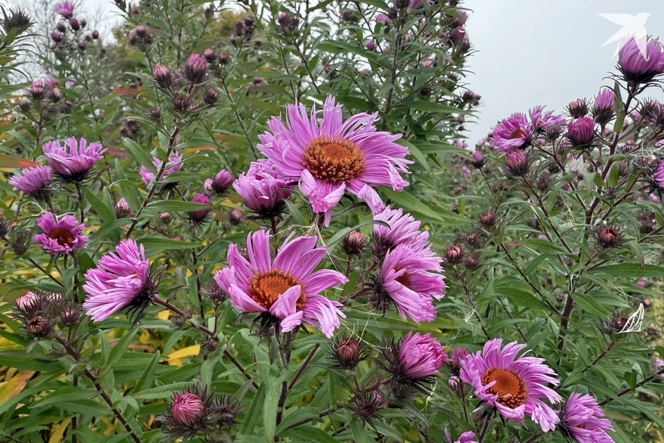 Собрали приметы и запреты на 26 октября, когда отмечают Агафонов день. Снимок носит иллюстративный характер. Фото: архив «КП»