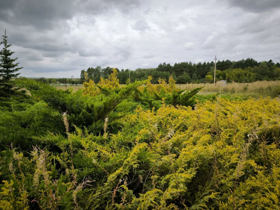 Фото: телеграм-канал Максима Калядина