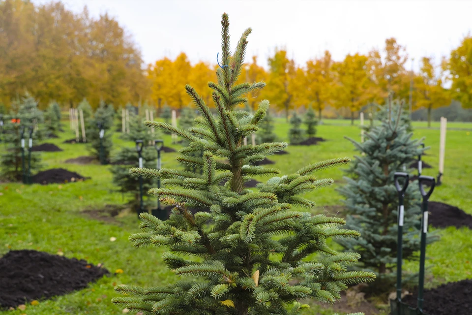 Субботник прошел 25 октября. Фото: www.gov.spb.ru
