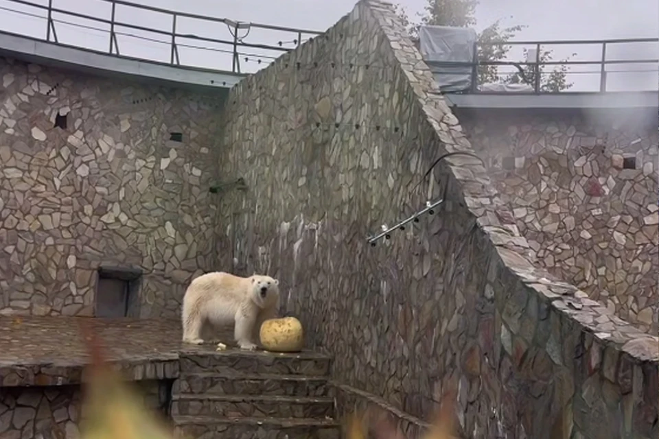 Большую тыкву подарили Хаарчаане. Фото: t.me/lenzoopark