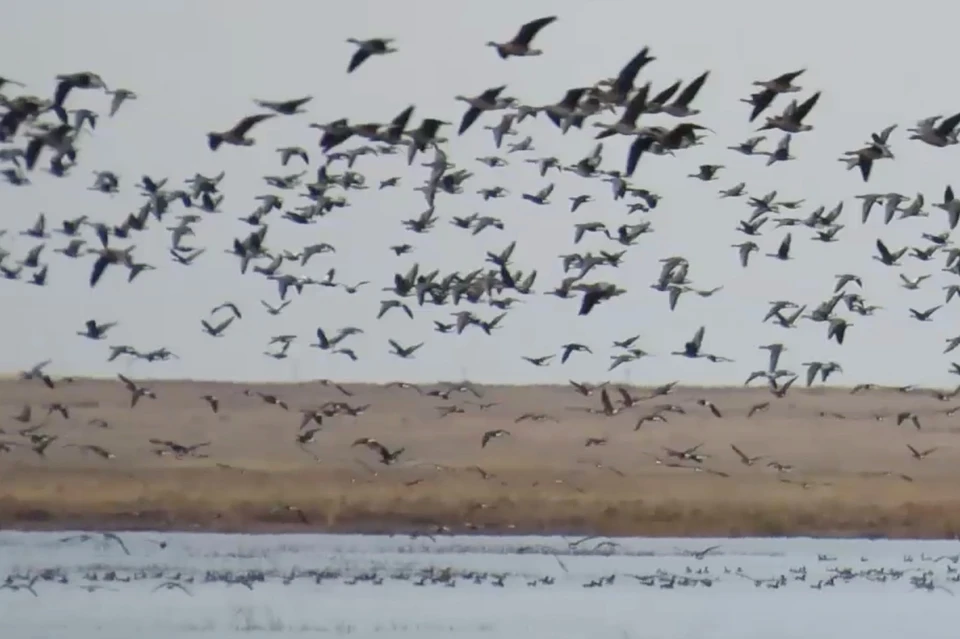 В этот период можно увидеть настоящие птичьи скопления, насчитывающие десятки тысяч особей. Фото: скриншот видео Дирекции ООПТ Оренбургской области