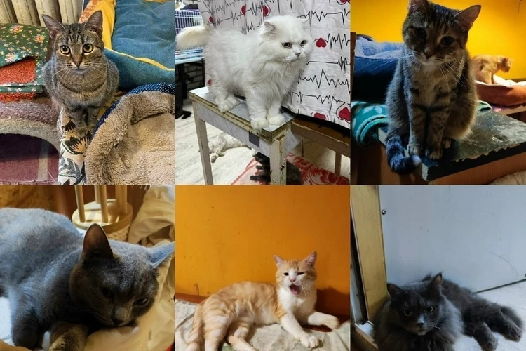 «Мы не рассчитали свои силы»: Рязанский приют для кошек «Спасенные, чтобы ЖИТЬ» объявил о расформировании, питомцы могут оказаться на улице