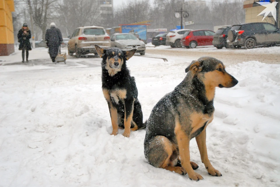 «КП-Екатеринбург» узнала, куда обращаться, если в вашем районе обитают стаи агрессивных собак