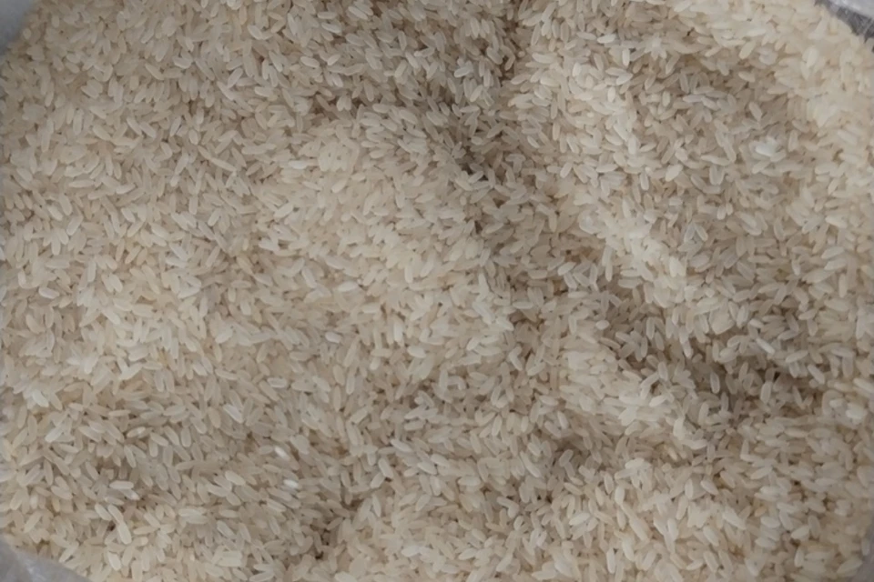 Жук способен уничтожать не только зерно, но и муку. Фото: пресс-служба Северо-Западного межрегионального управления Россельхознадзора