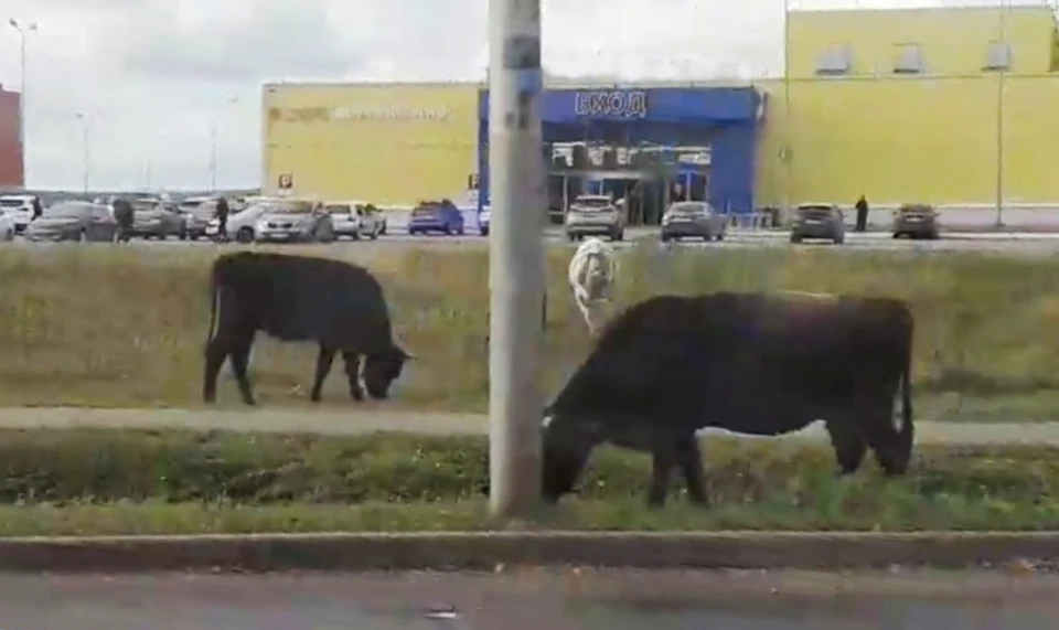 Коровы и лошади снова пасутся на городских улицах.