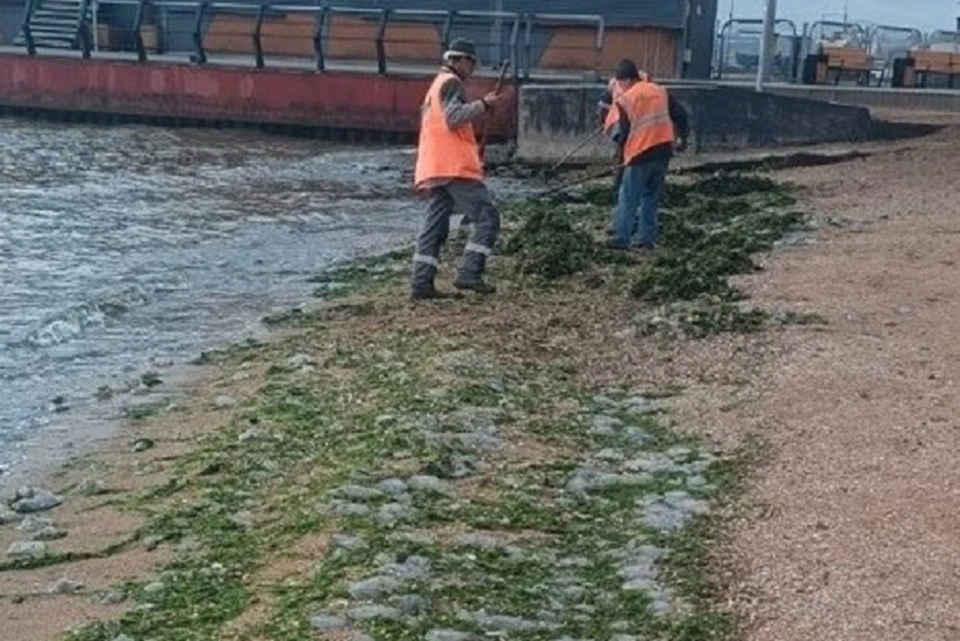 Прибрежные зоны очистили от медуз, выброшенных на песок сильными волнами. Фото: Администрация Мариуполя