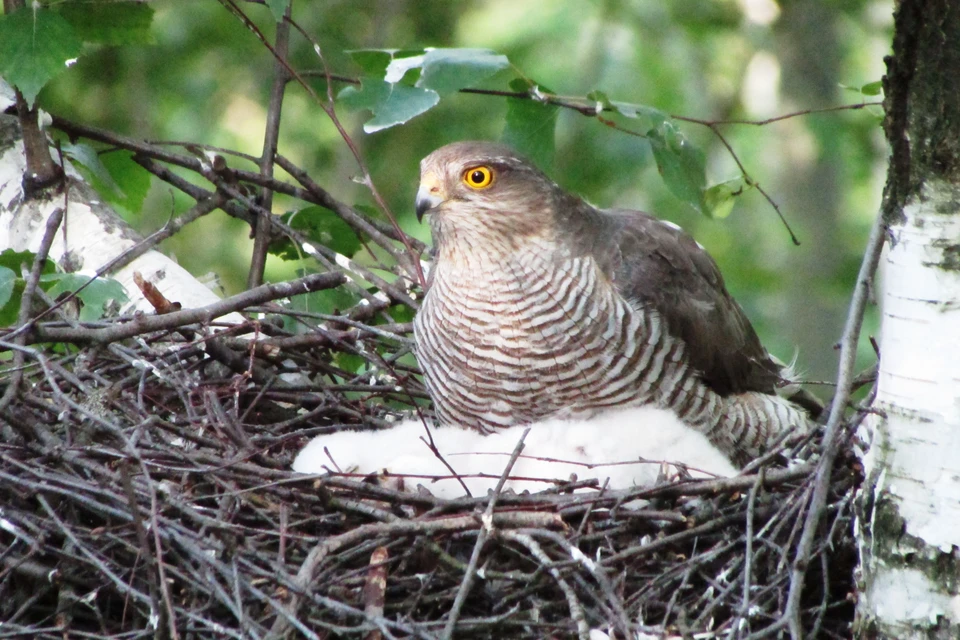 Индустриализация Рязани не повлияла на пригородную численность ястреба-перепелятника. Фото: Антон Барановский.