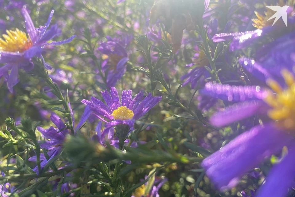 День Осия, или Колесник отмечают 30 октября. Снимок носит иллюстративный характер. Фото: архив «КП»