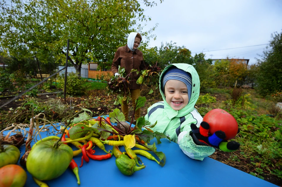 Многие дачники в выходные будут завершать сезон.