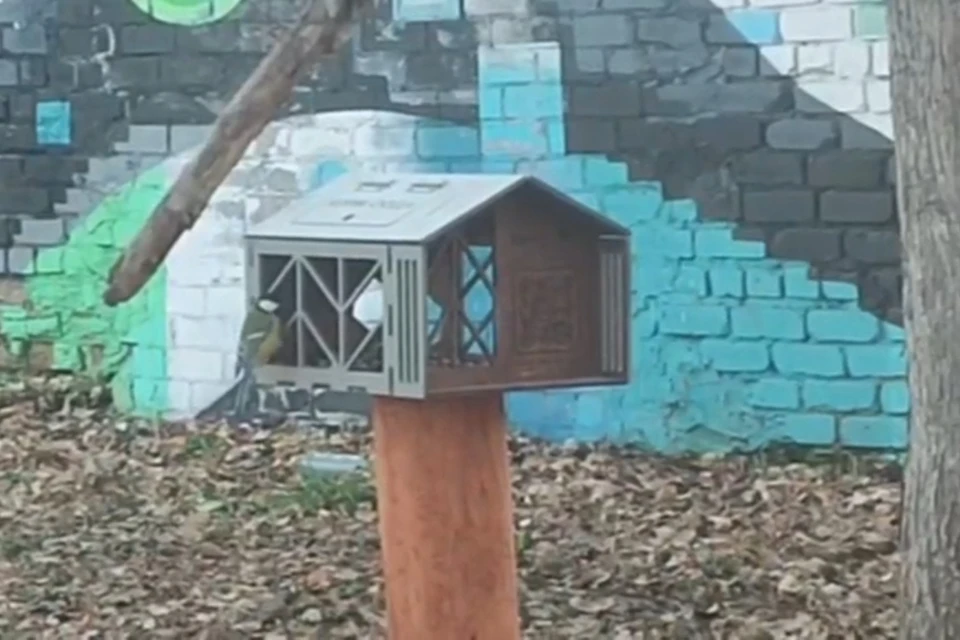 Новые кормушки для маленьких птиц. Скриншот видео телеграм-канала "Говорит Вакаев"
