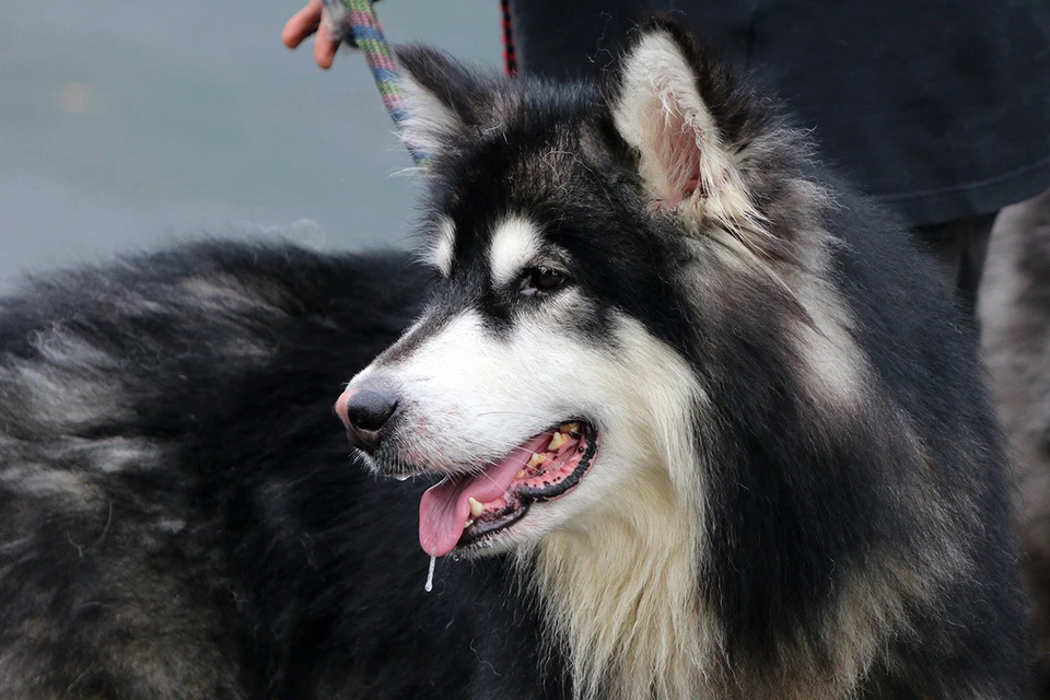 Собака породы аляскинский маламут. Фото: Padodo/Shutterstock/Fotodom