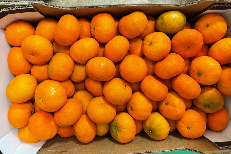 Скорее всего, фрукты сожгут.