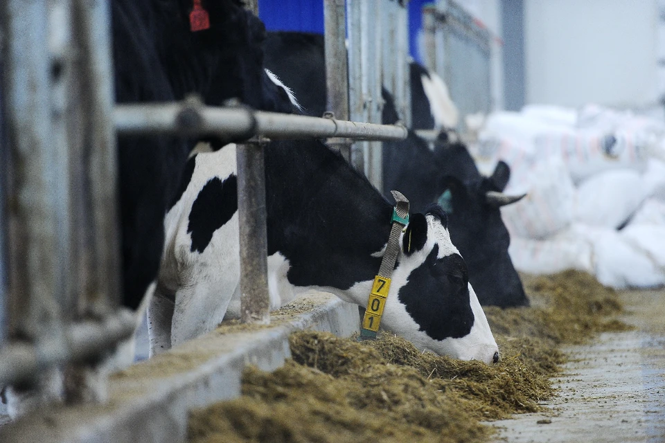 В Иркутской области снизилось производство молока