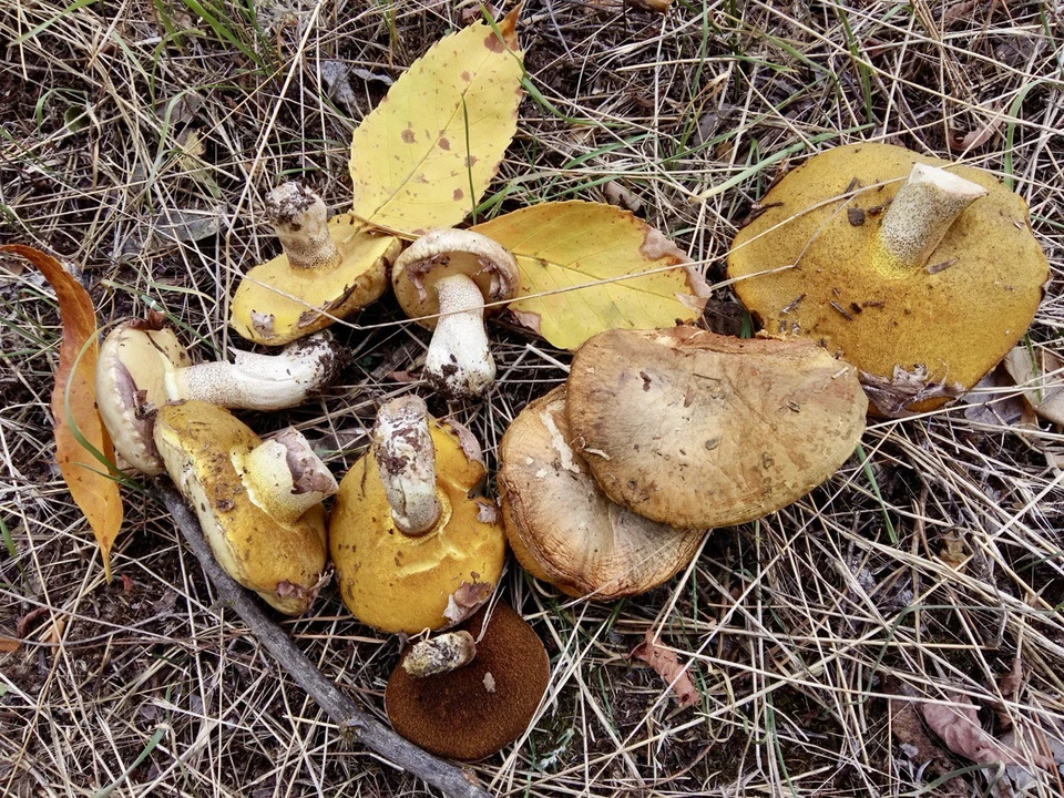 Внимательно изучите все грибы перед тем, как положить в корзинку.