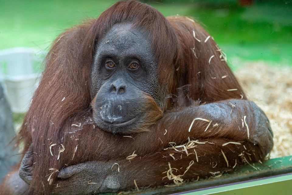 В Коми зарегистрировано 26 случаев укусов диких животных.