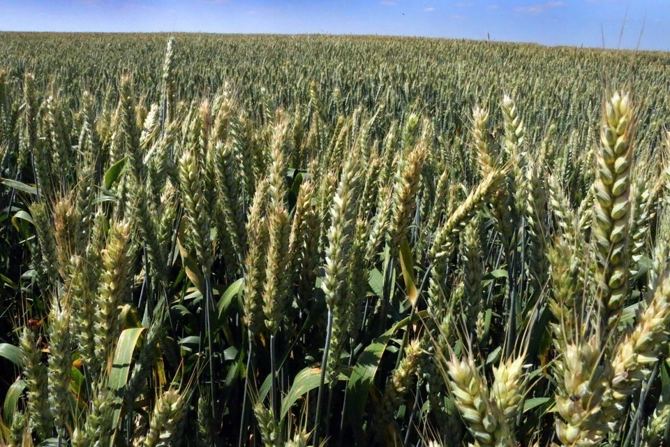 В Тульской области аннулировали декларации на 1250 тонн зерна.