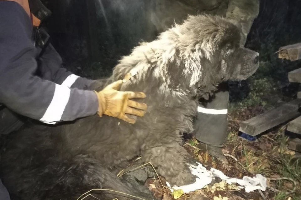 Собаку вытащили из мрачного погреба. Фото: t.me/koshkispas