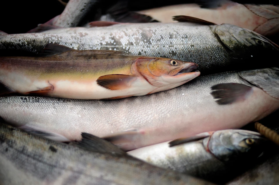 В Приморье задержали браконьеров во время нереста лосося