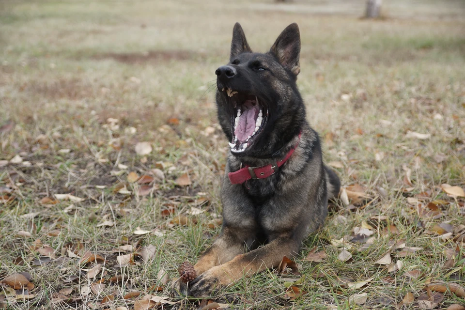 Агрессивная собака не раз выбиралась на улицу. Тематическое фото
