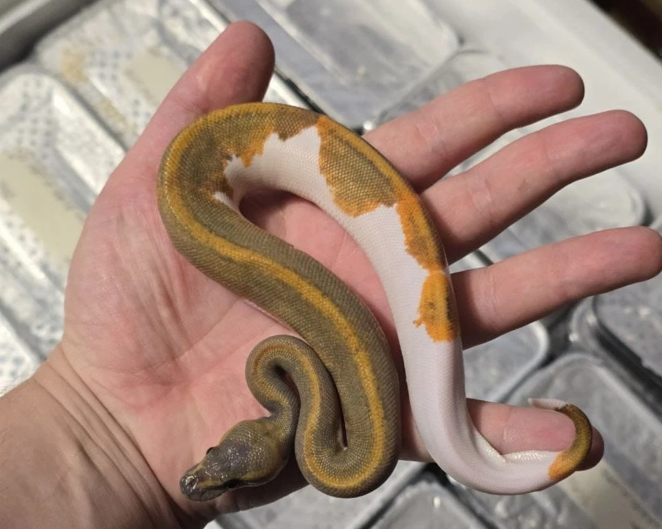 Фото Управления Россельхознадзора по Воронежской, Белгородской и Липецкой областям.