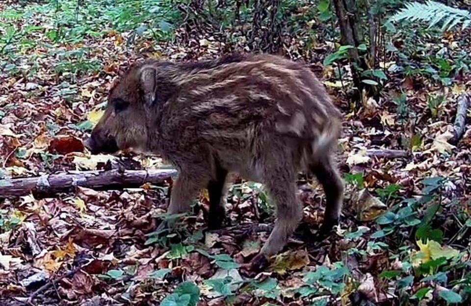 Фотоловушки сняли кабанят в калужском заповеднике.