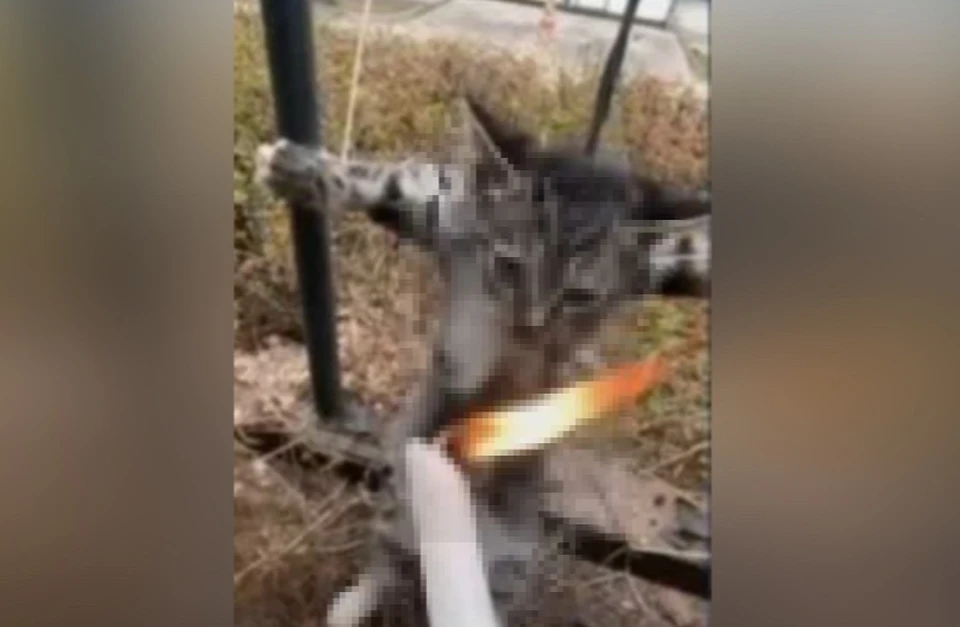 Общественники предупреждают об опасных телеграм-каналах. Фото: ОНФ.