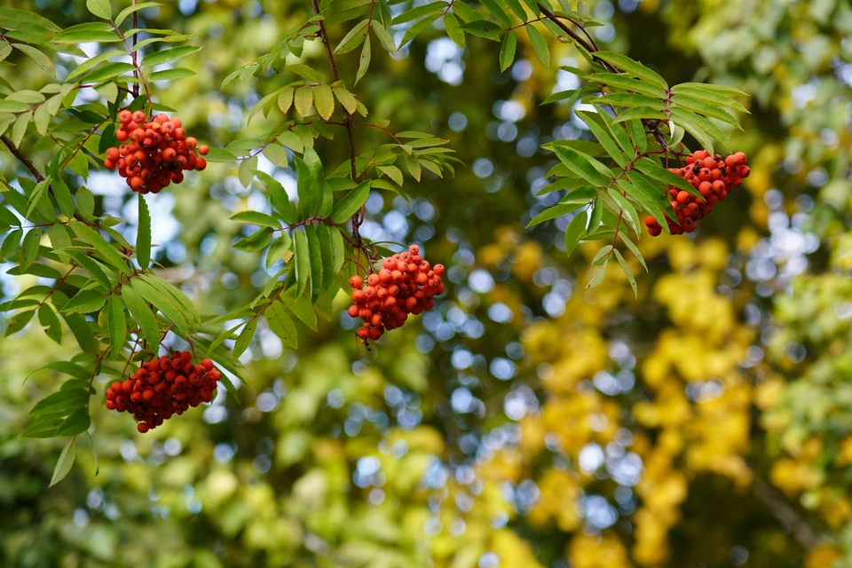 Львовский бульвар в Ульяновске украсили 8 рябин